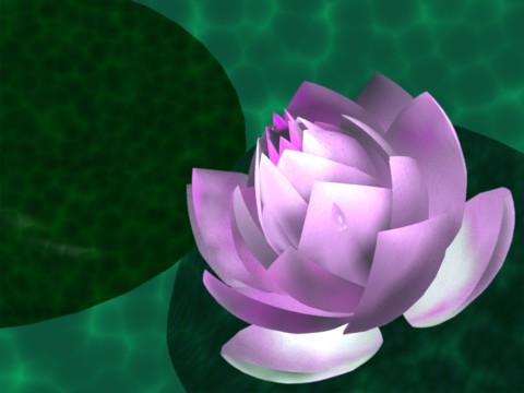 02_lotus.jpg