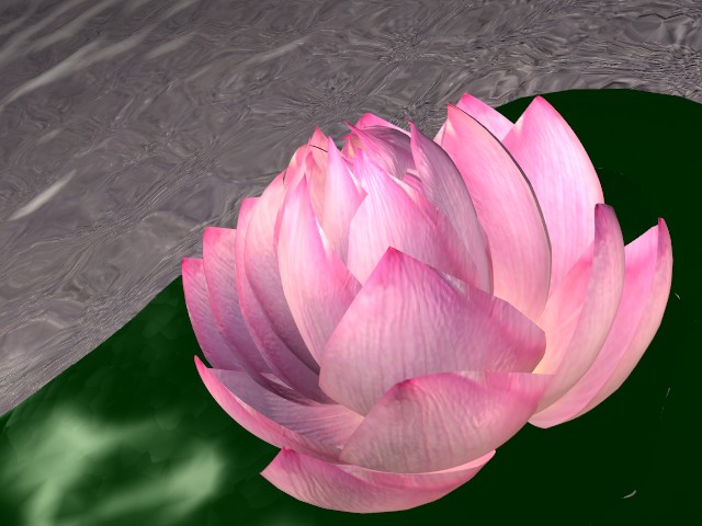 05_lotus2.jpg