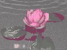 06_lotus.jpg