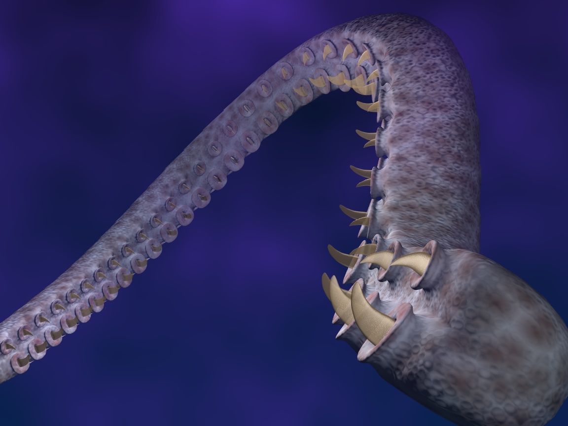 architeuthis.jpg