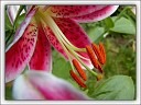 odile_02