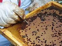 D�pistage de la LOQUE AMERICAINE