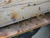 ABEILLES RENTRANT DU POLLEN